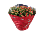 Bouquet de kalanchoés rouges et roses dans un emballage cadeau rouge et argenté.