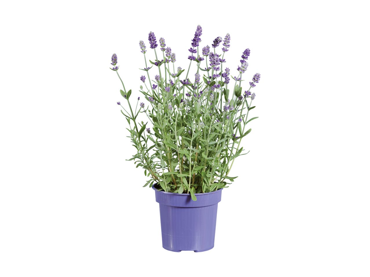 Lavendelpflanze in einem violetten Topf.