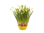Yellow daffodils in a yellow planter, showcasing a spring bulb planter.