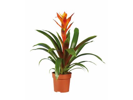 Vriesea- és guzmániamix*