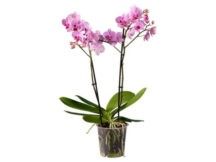 Sokvirágú orchidea 2 ágú*
