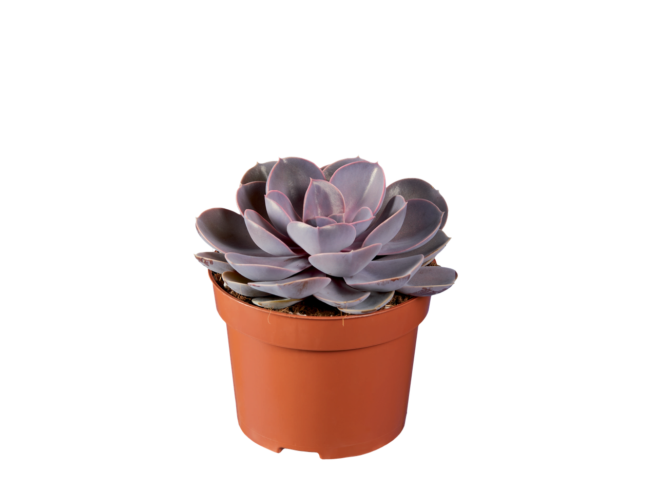 Echeveria succulent in a pot.