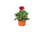 English Geranium with red flowers and green leaves in an orange pot, labeled 'Pelargonium grandiflorum'.