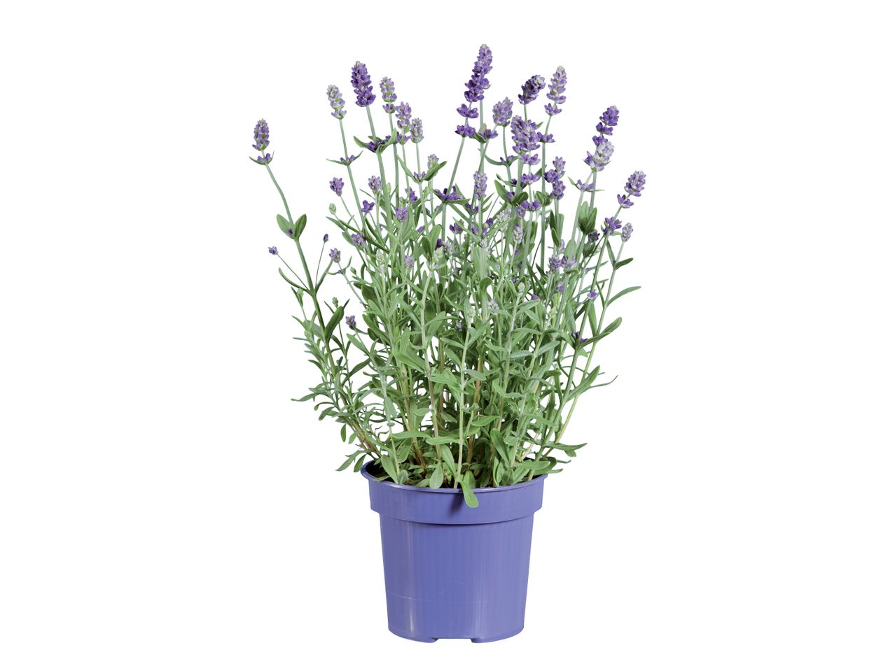 Pianta di lavanda in vaso viola.
