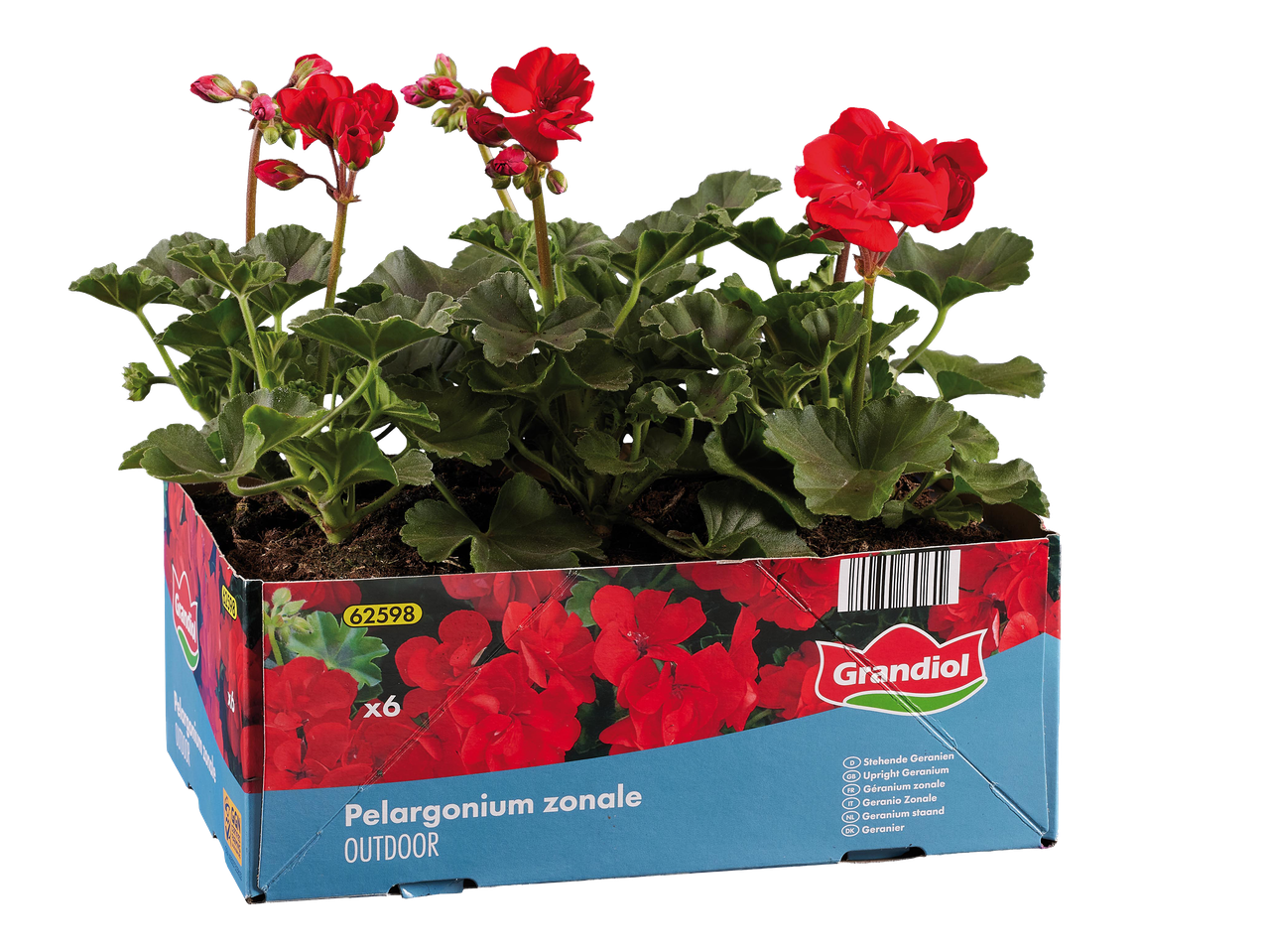 Piros muskátli palánták egy kartondobozban, „Pelargonium zonale OUTDOOR” felirattal.