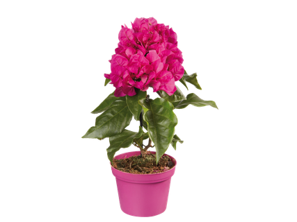 Bougainvillea midi