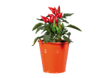 Een plant in een pot met rode en groene chilipepers in een oranje emmer.