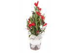 Miniature Christmas tree in a pot with red and white decorations.