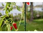 Planta de pimentão vermelho com suporte verde, com fundo desfocado de jardim e água.
