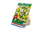 Holland Selection 'Species Mix' narcissus bulb package with 8 bulbs.
