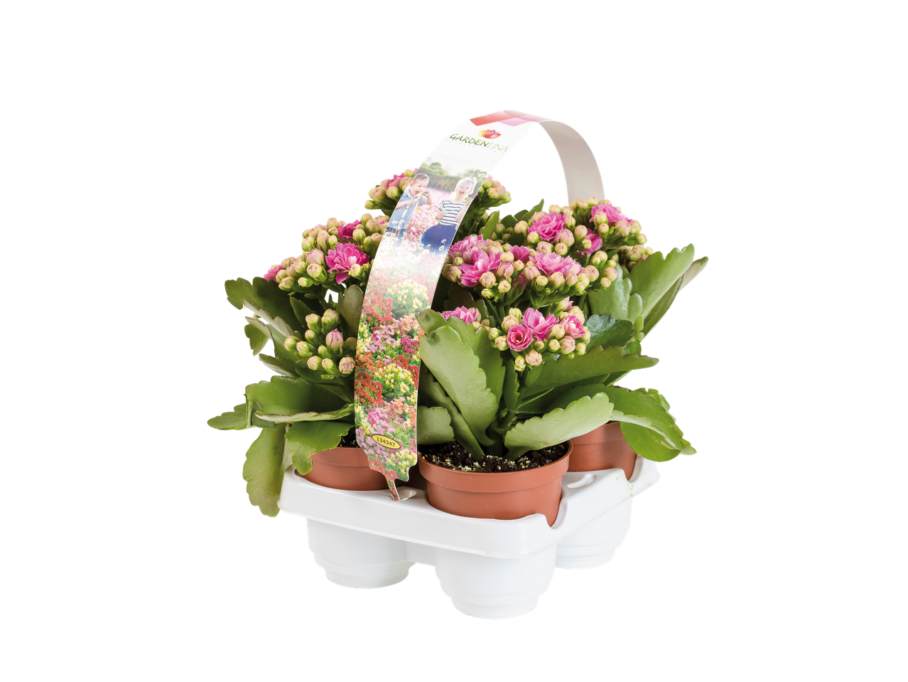 Plantes à fleurs roses en pots, avec une étiquette illustrée d'enfants et de fleurs.
