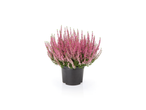 Extra large heather plant with pink flowers in a black pot