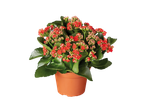 Plante en pot avec des fleurs rouges et des feuilles vertes sur fond noir.