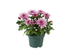 Roze chrysanten in een pot op een zwarte achtergrond.