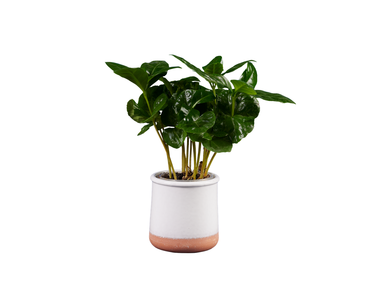 Planta jovem de café em um vaso branco.