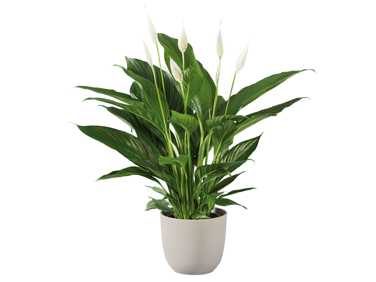 Uma planta de lírio-da-paz em um vaso branco.