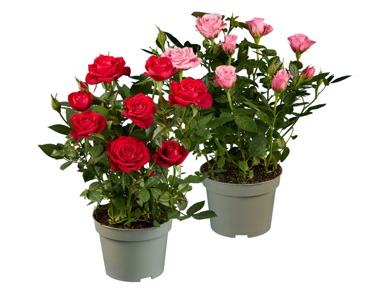 Two potted miniature rose plants, one with red flowers and the other with pink flowers.