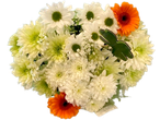 A bouquet of white and light green chrysanthemums with two orange gerbera daisies and a green shamrock.