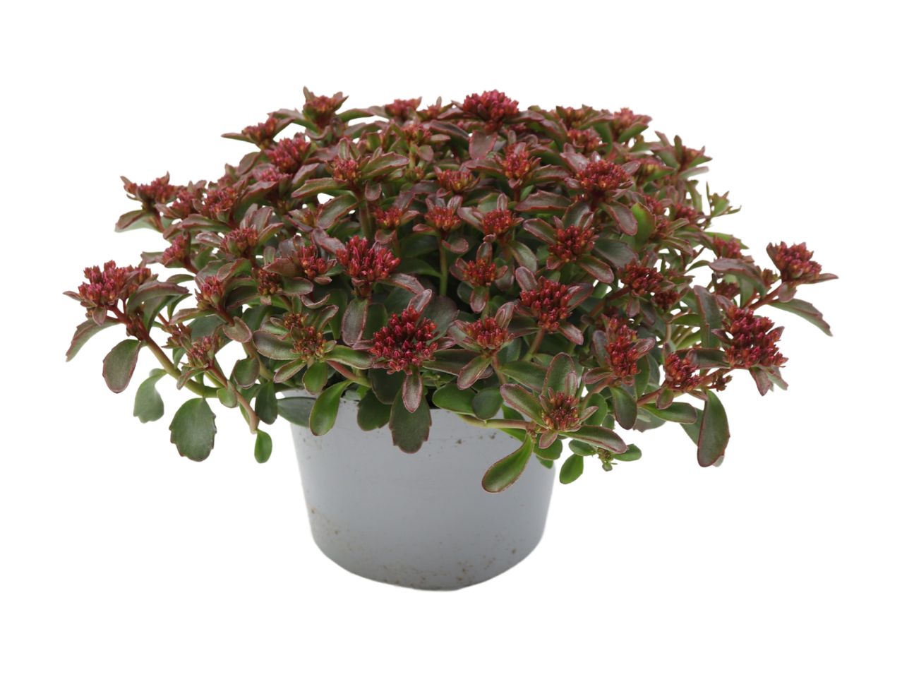 En potteplante med små, røde blomster.