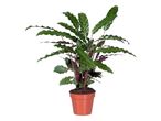 Rastlina Calathea Ornata v terakota loncu.