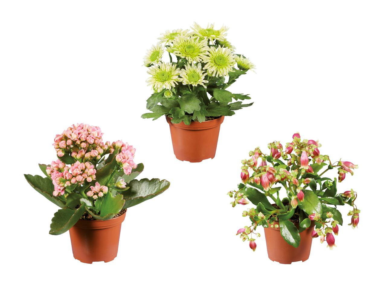 Drei Kalanchoe-Pflanzen in Terrakotta-Töpfen: hellgrün, rosa und pfirsichfarben.