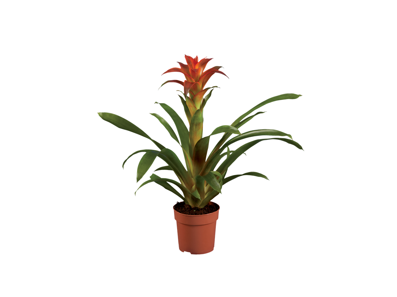 Planta de bromélia em vaso.