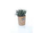 Aloe vera in a rustic terracotta pot.