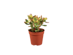 Jadeplant in een pot.