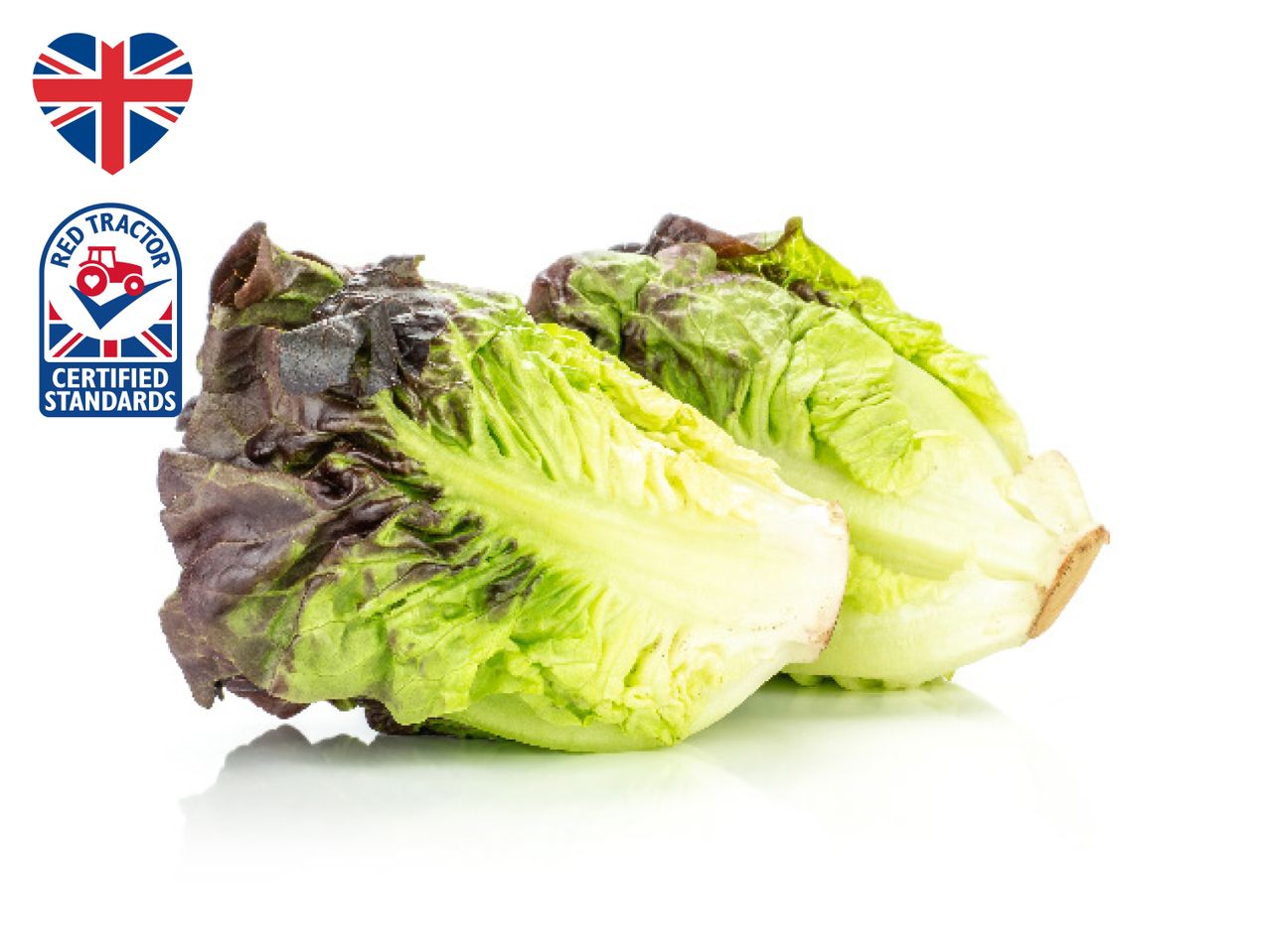 Two heads of red leaf lettuce.