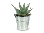 Aloë vera plant in een zilverkleurige metalen emmer op een zwarte achtergrond.