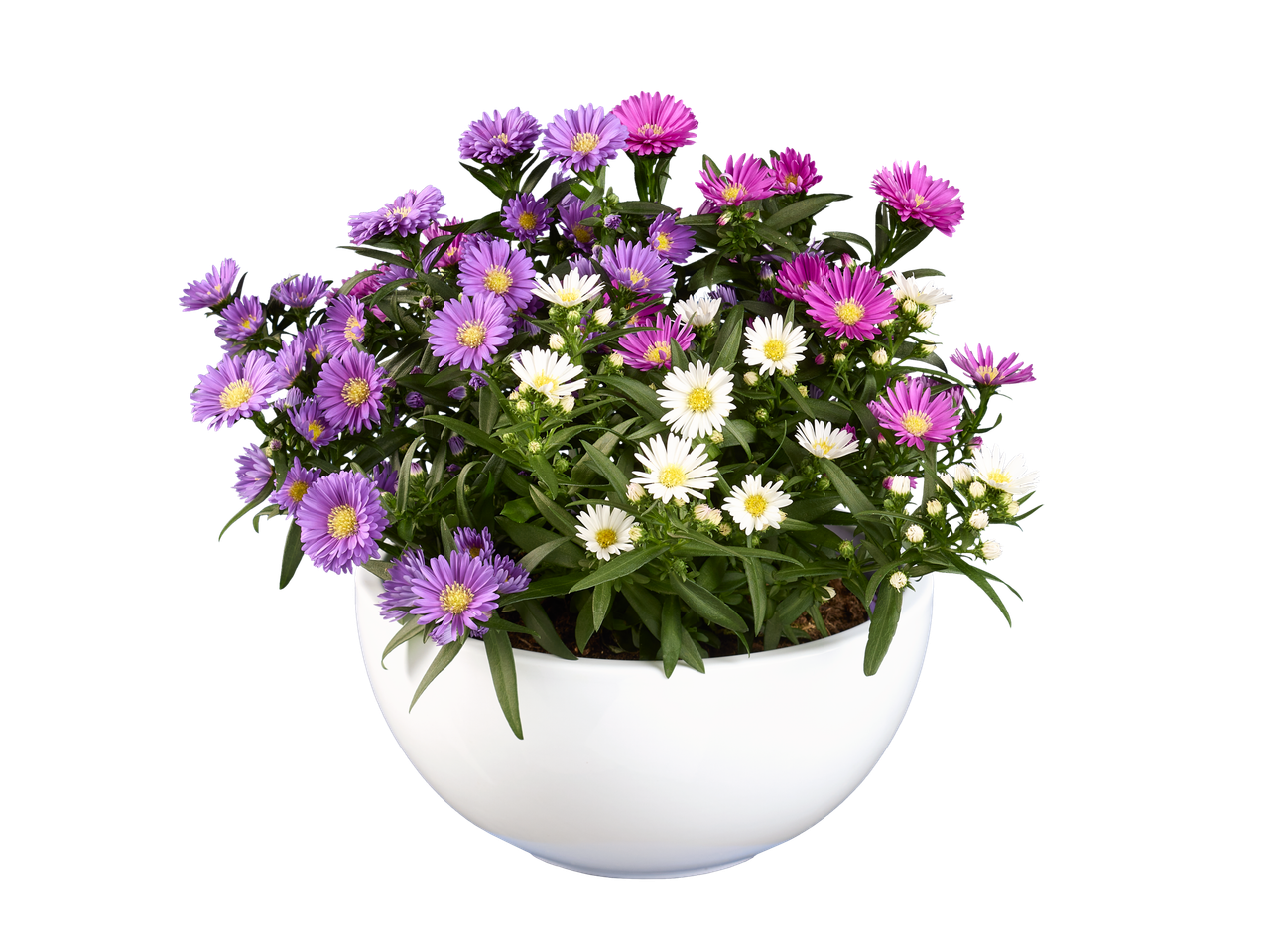 A white bowl filled with purple, pink, and white aster flowers.