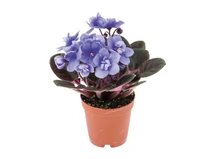 Mini virágzó növénymix*