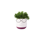 Vaso com formato de rosto, óculos e planta suculenta.