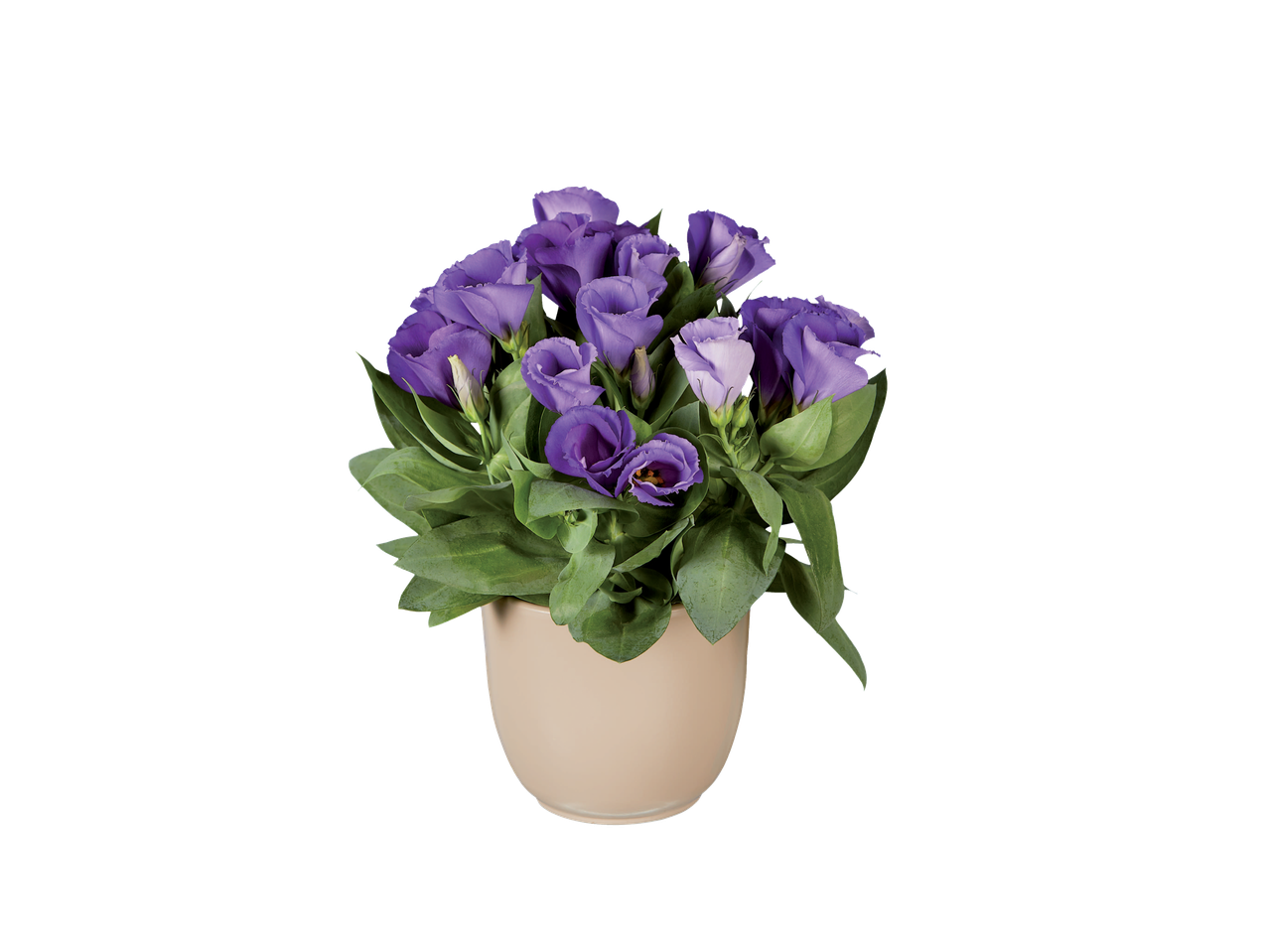 Bloempot met paarse bloemen.