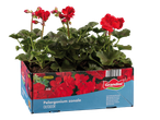 Piros muskátli palánták egy kartondobozban, „Pelargonium zonale OUTDOOR” felirattal.