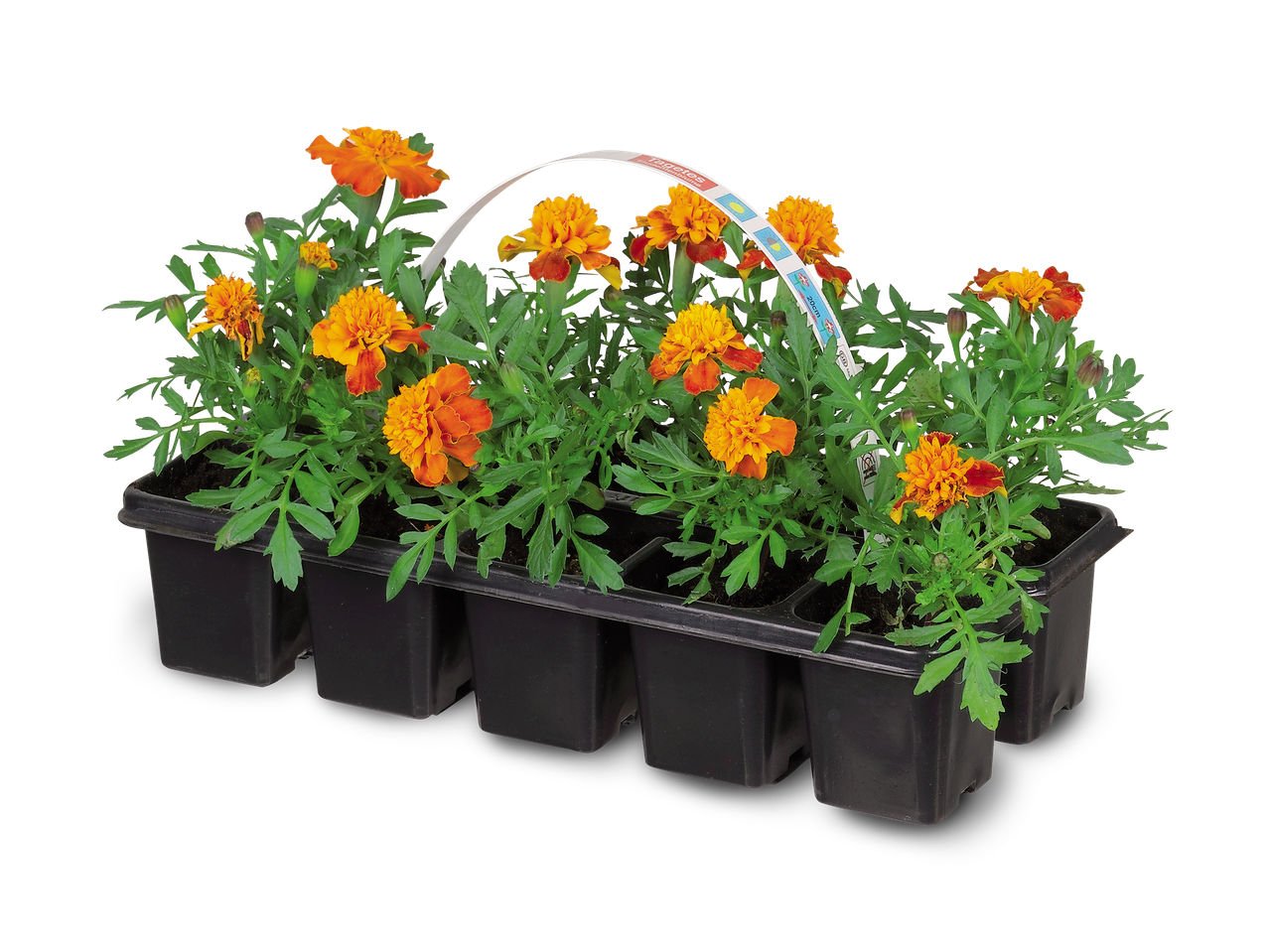 Een tray met oranje en gele afrikaantjes in zwarte potjes, met een wit handvat met de tekst 'Tagetes Studentenblume'.
