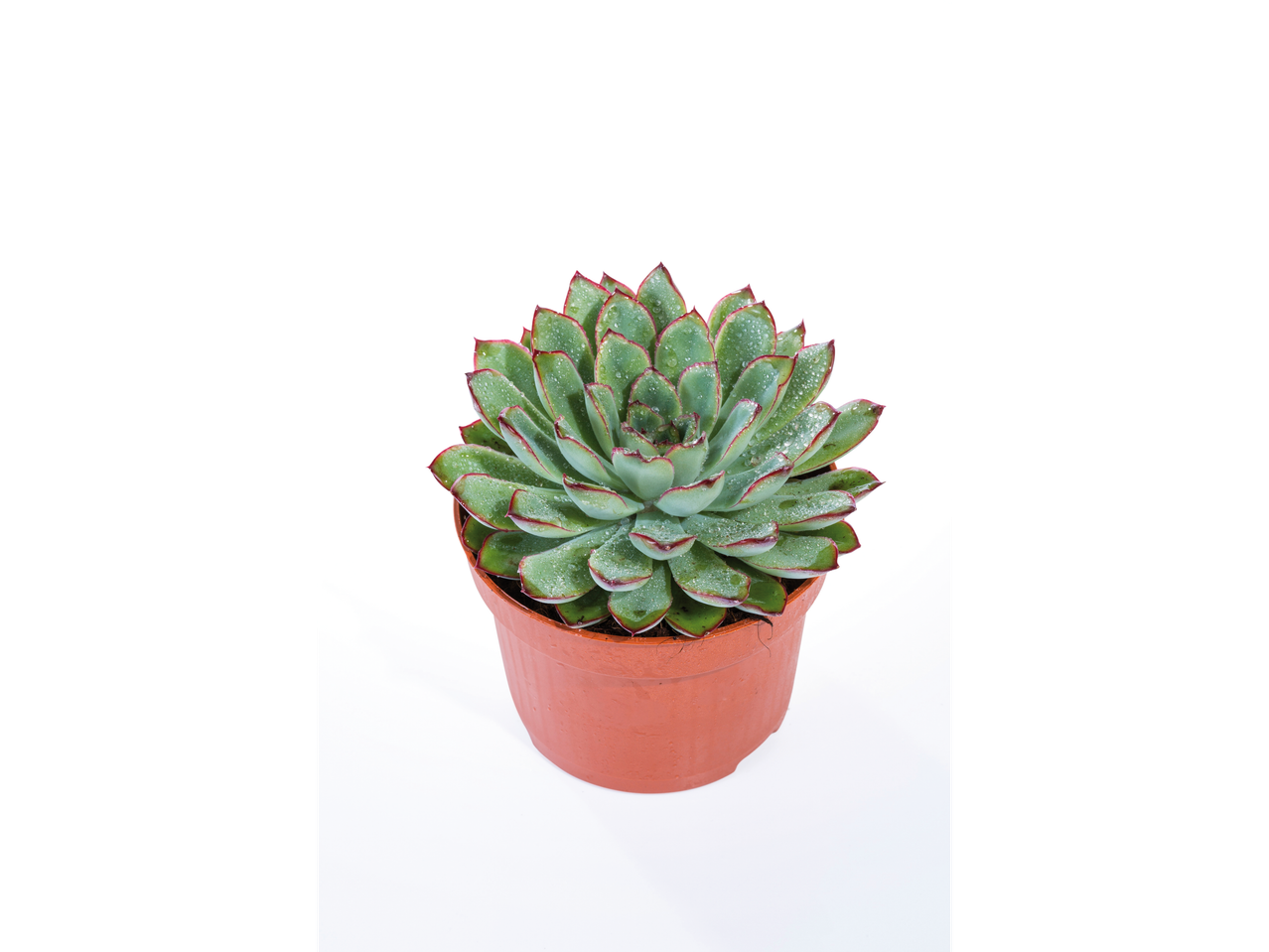 Uma planta suculenta em vaso marrom com gotas de água nas folhas.