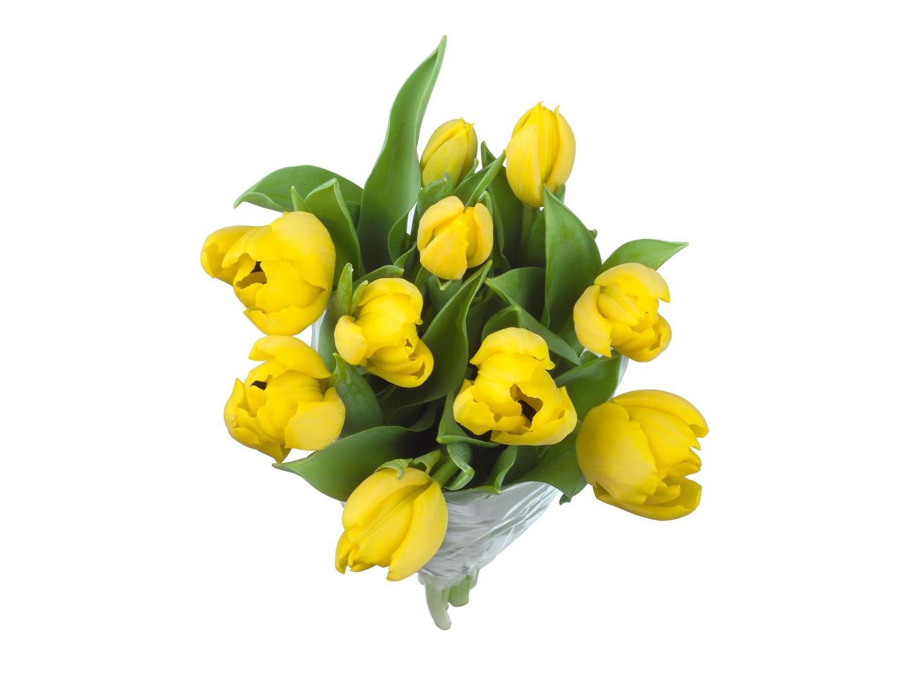 Go to full screen view: Tulips - Image 1