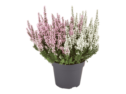 Kaksivärinen calluna