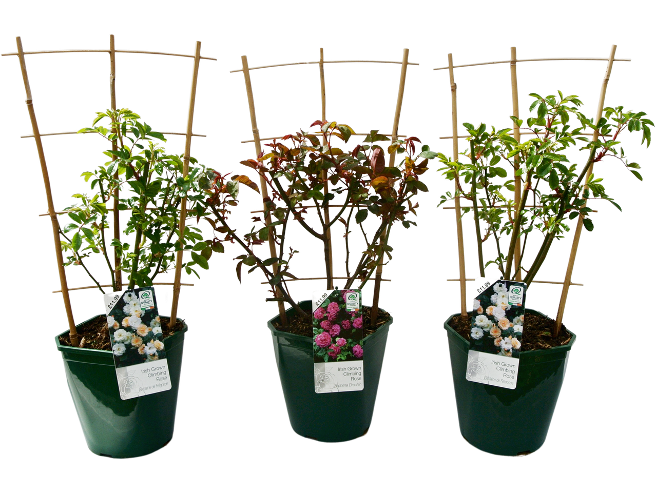 Three potted Irish Grown Climbing Roses, two Ghislaine de Feligonde and one Zephrine Drouhin, each priced at £11.99.