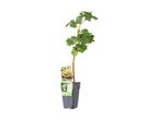 A young Lakemount grapevine plant in a gray pot with product label.
