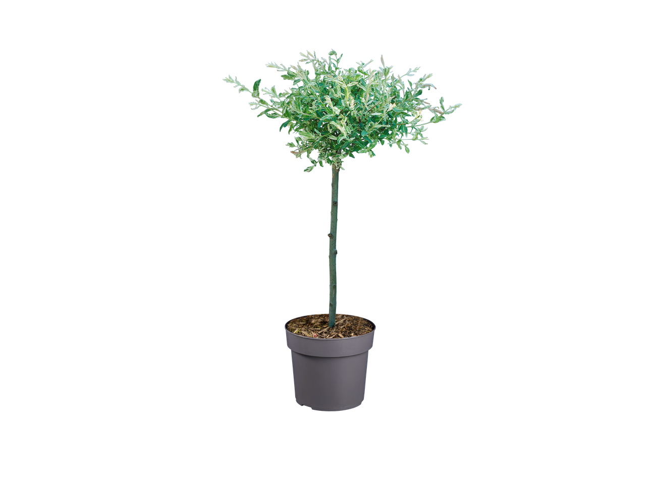 Bonte wilg in pot met groen-witte bladeren op een zwarte achtergrond