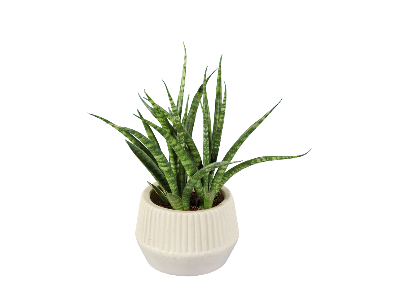 Plante sansevieria dans un pot blanc.