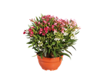 Un pot de fleurs avec des lauriers-roses roses et blancs.