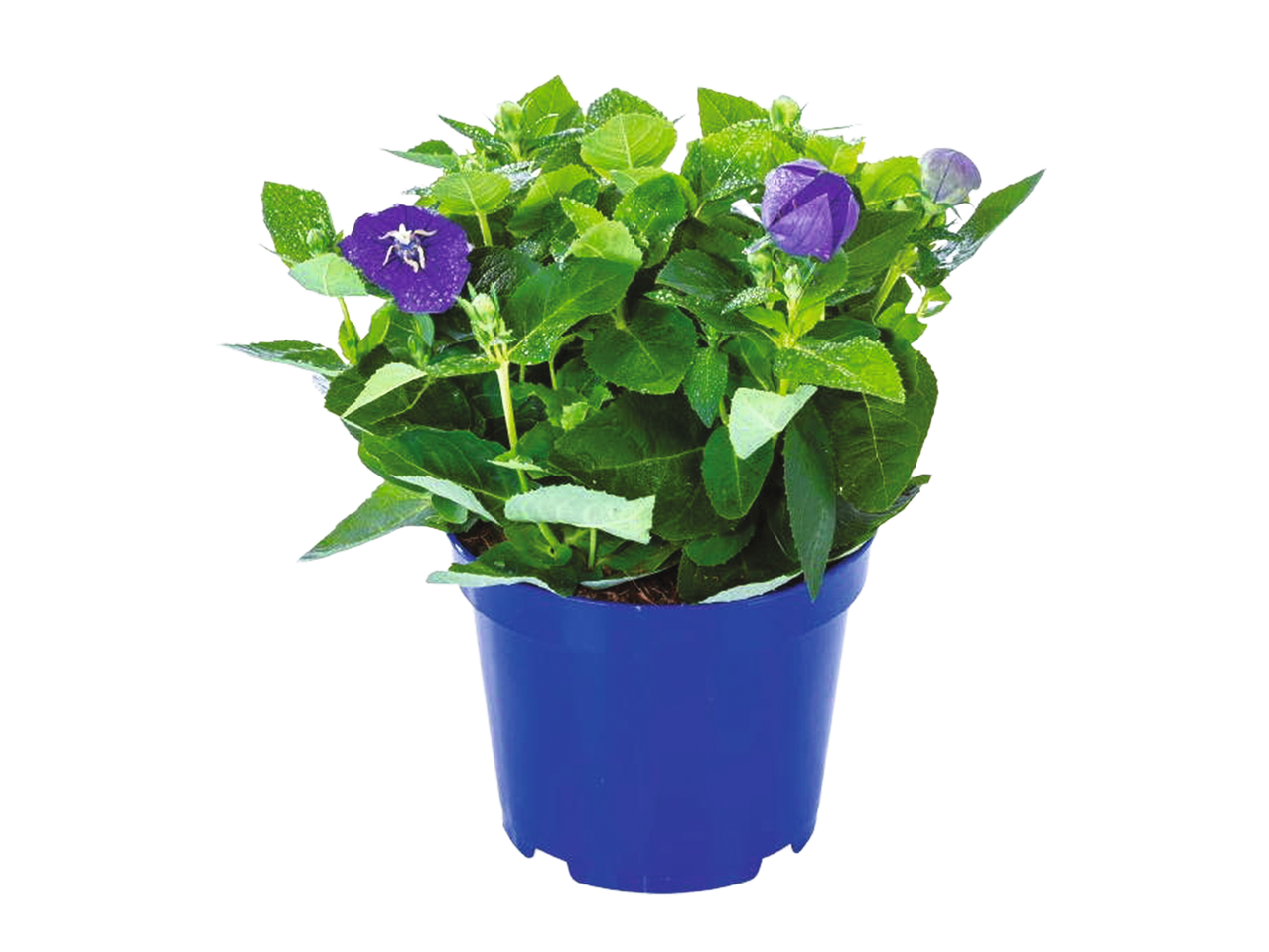 Purple flowers in a blue pot.