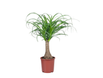 Beaucarnea plant in a brown pot.