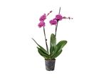 Pink orchids in a pot.