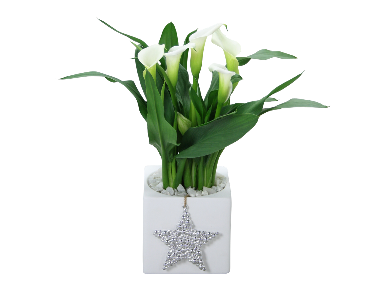 Christmas Calla Lily in a white pot with a silver star decoration