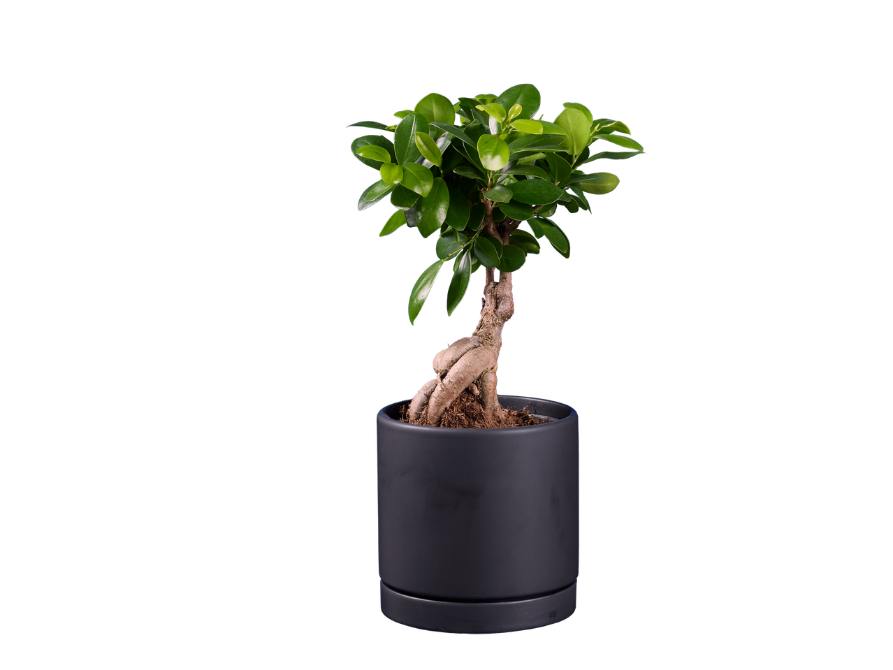 Фикус бонсај у тамној саксији.