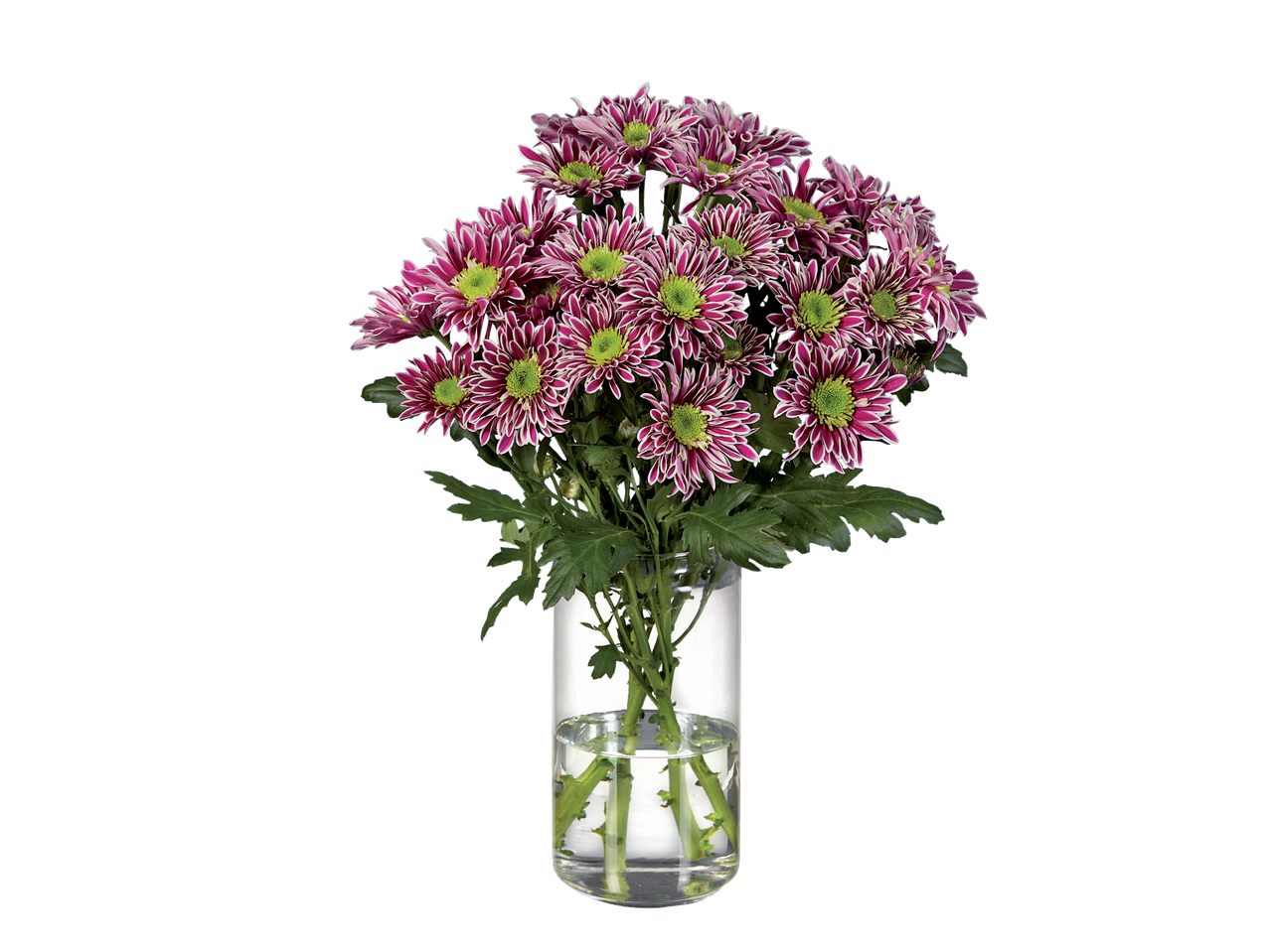 Un buchet de frumoase crizanteme purpurii închis într-o vază de sticlă transparentă.